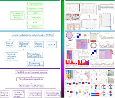 Identification and characterization of nucleotide metabolism and neuroendocrine regulation-associated modification patterns in stomach adenocarcinoma with auxiliary prognostic assessment and immunotherapy response prediction